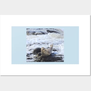 Harbor seal, marine life, wildlife, Pacific Pup Posters and Art